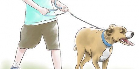 Een pitbull opvoeden