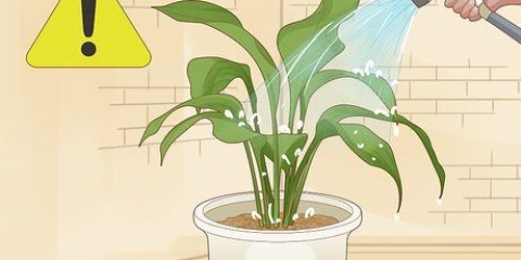 Stoor 'n plant wat oorwater is