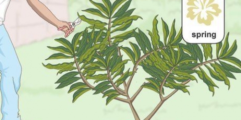 Snoei 'n plumeria
