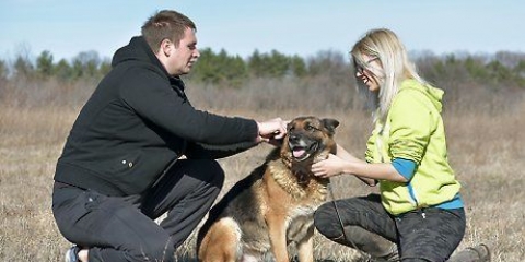 Een prikhalsband vir honde gebruik