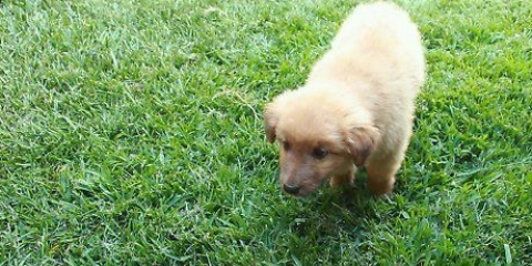 Een puppy sindelik maak