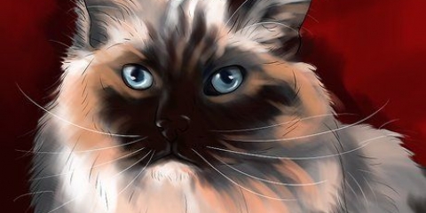 Een ragdoll herkennen