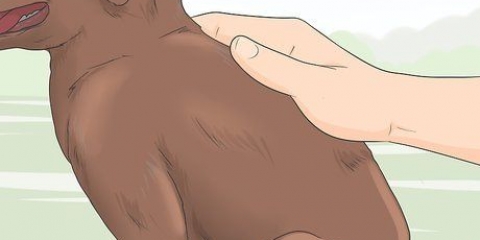 Een rasechte labradorpuppy identifiseern