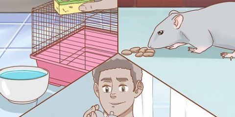 Een rat versorgen