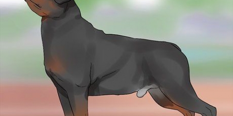Een rottweiler identifiseer