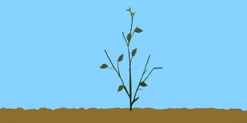 Snoei 'n roosbos