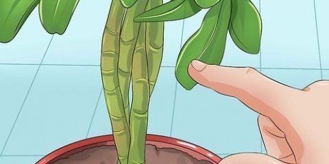 Snoei van 'n schefflera-plant
