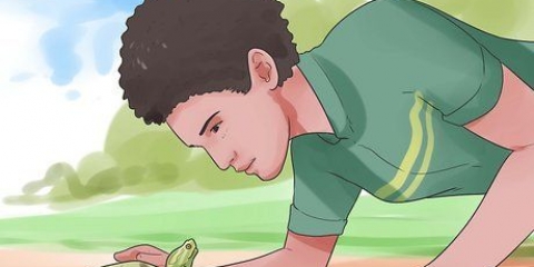Een schildpad aaien
