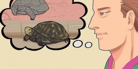 Een schildpad in winterslaap verzorgen