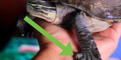 Een schildpad versorgen