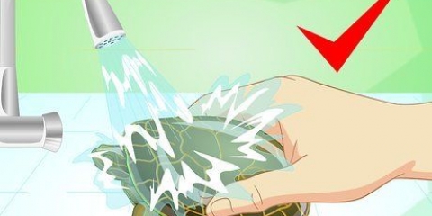 Een schildpad wassen