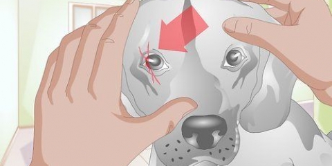'N schram op die oog van 'n hond behandel