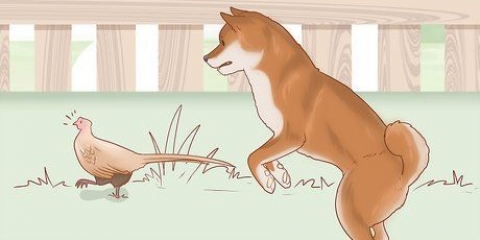 Een shiba inu hondjie kies