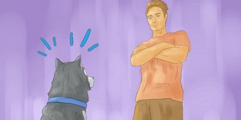 Een siberiese husky trainen