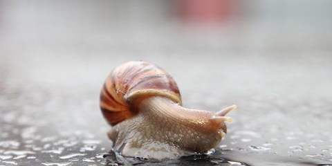 Een slak as huisdier hou