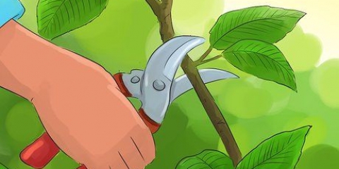 Snoei 'n sneeubalplant