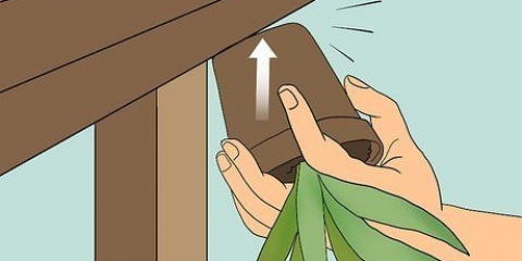Herleef 'n sterwende aloe vera-plant