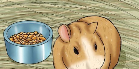 Een stervende cavia versorgen