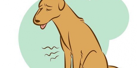 Een stervende hond herkennen