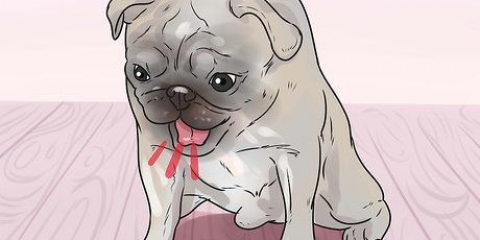 Een stukkies hond red