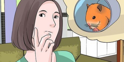 Een verdwaalde hamster vind