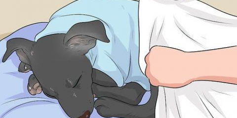 Een verkouden hond behandel