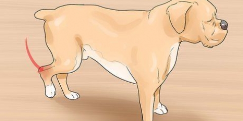 Een verstuiking by 'n hond behandel