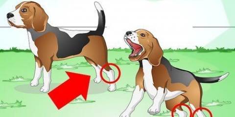 Hoe om 'n verstuite enkel by 'n hond te behandel