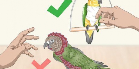 Een vogel aaien