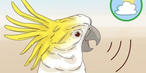 Een vogel in die huis is stil laat