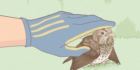 Een vogel met 'n gebroken vleugel help