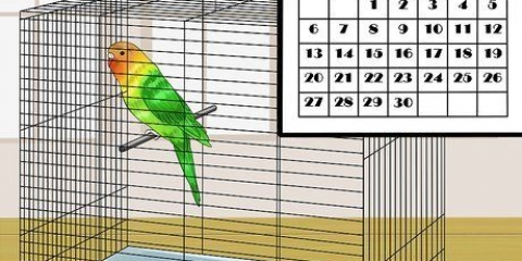 Een vogel tem maak