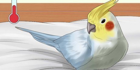 Een vogel wassen