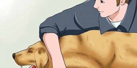 Een ''vossenstaart'' uit die neus van 'n hond verwyder