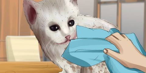 Een weeskatje wassen