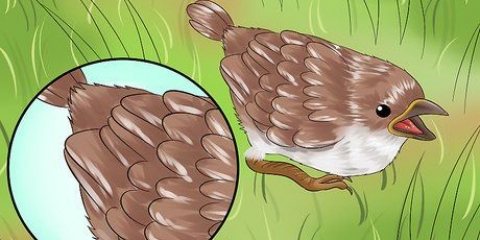 Een wilde voël versorgen die nie kan vlieg nie