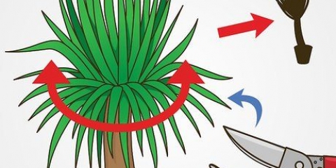 Snoei 'n yucca