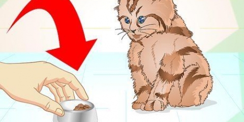 Een ziek katje laten eten