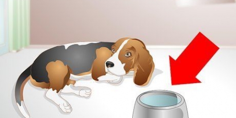 Een zieke hond help drinken