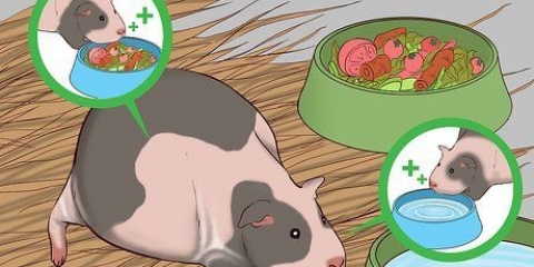 Een zwangere cavia help