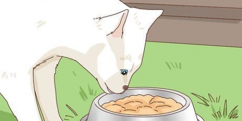 Een zwerfkat adopteren