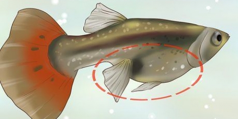 Erachter kom of je guppy zwanger is