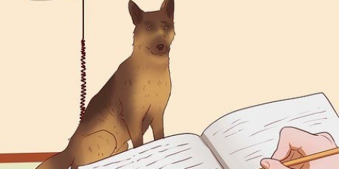Maak seker dat jy jou hond gesond op gewig kom