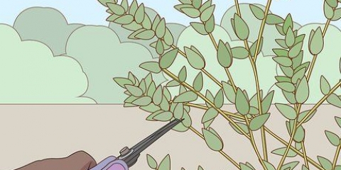 Berging van eucalyptus