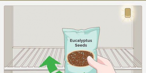 Groeiende eucalyptus