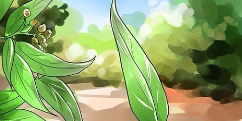 Die maak van eucalyptus olie
