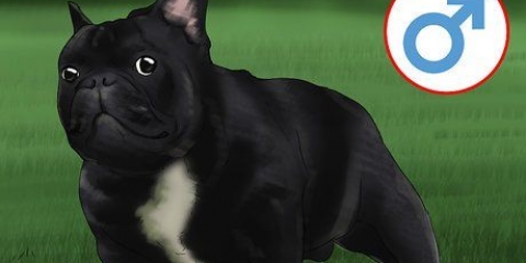 Franse buldogs fokken