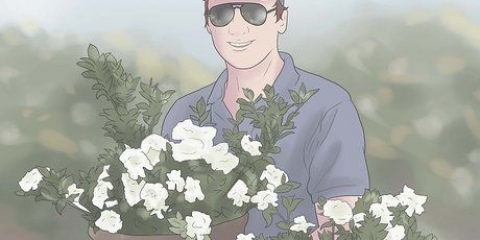 Plant gardenias