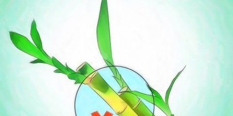 Kweek lucky bamboo