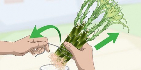 Voortplanting van lucky bamboo